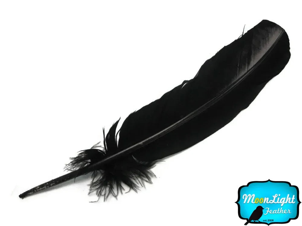 Single elegant black feather for crafts and fashion decor on a white background.