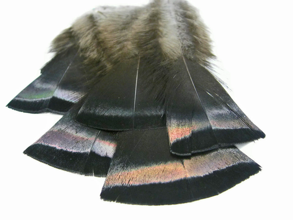 20 Pieces- Natural Black Bronze Wild Merriam Turkey Flats Plumage Feathers