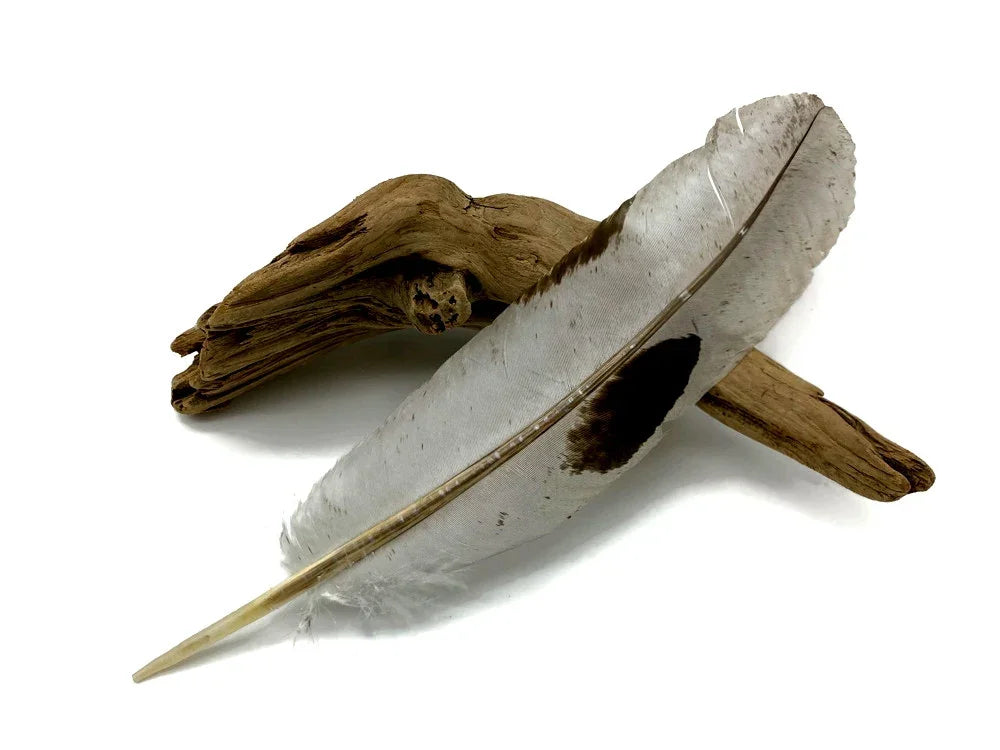 Large white feather with black markings resting on a piece of natural driftwood.