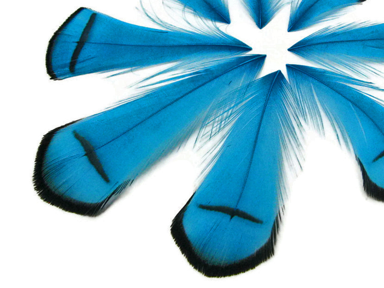 1 Dozen - Dyed Turquoise Blue Lady Amherst Pheasant Tippet Feather