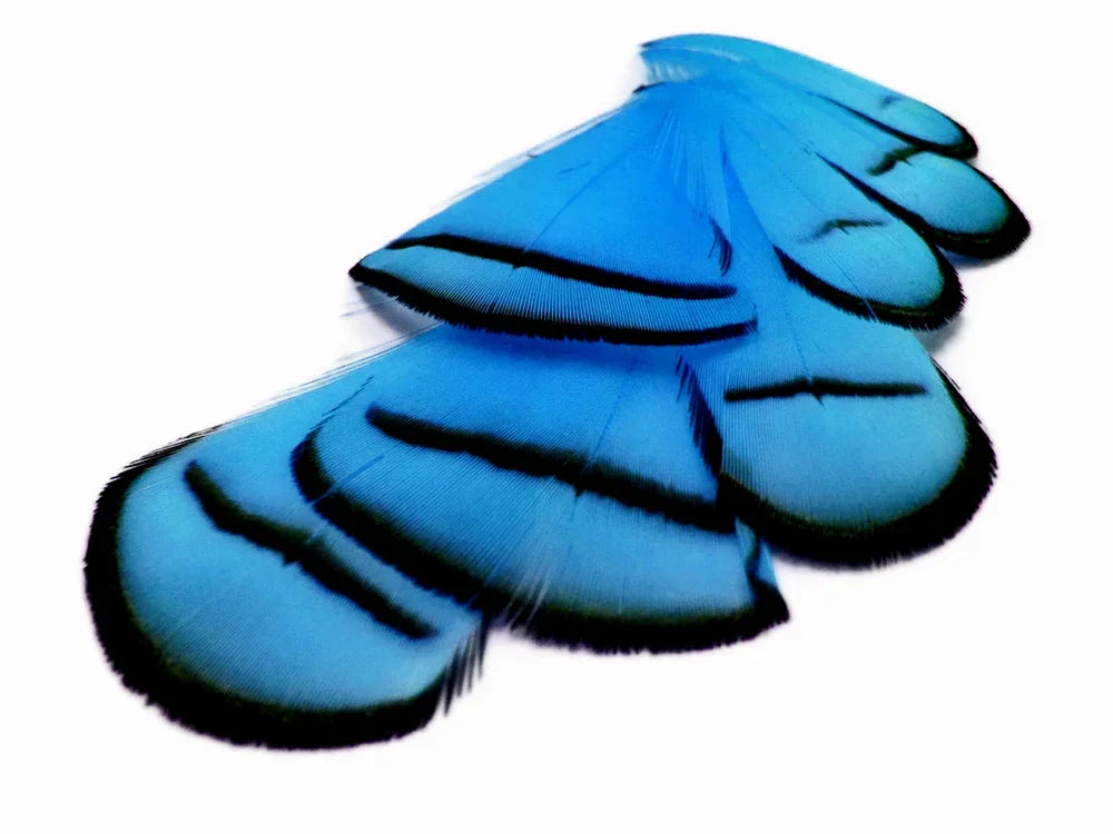 Vibrant blue feathers with black edges for crafts and fashion DIY supplies.
