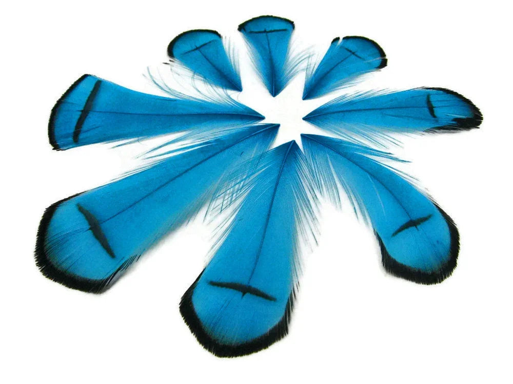 Vibrant blue feathers with black tips arranged in a decorative circular pattern.