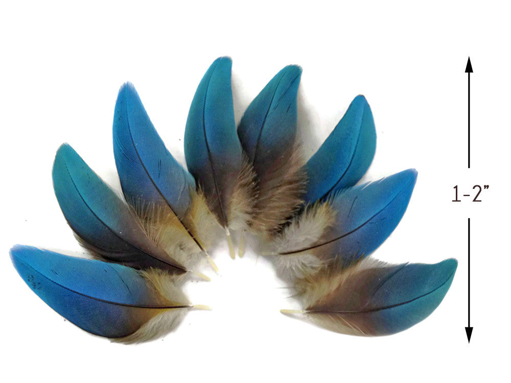 20 Inch Blue Macaw deals Tail Feather and two 13 Inch Macaw Wing Feathers