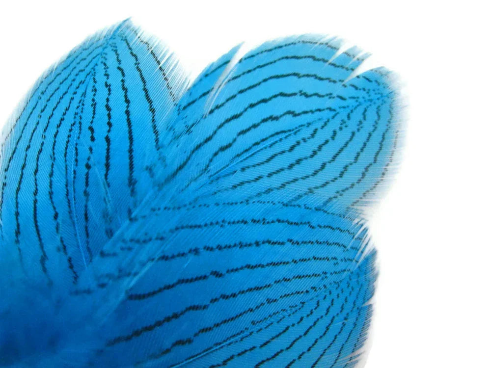 Vibrant blue feathers with black striped patterns for crafts and fashion DIY supplies.