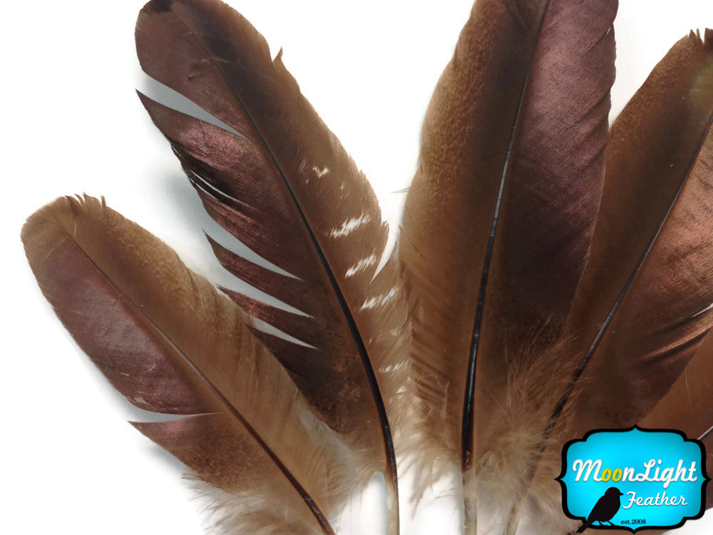 10 Pieces - Brown Bronze Wild Turkey Wing Quill Feathers