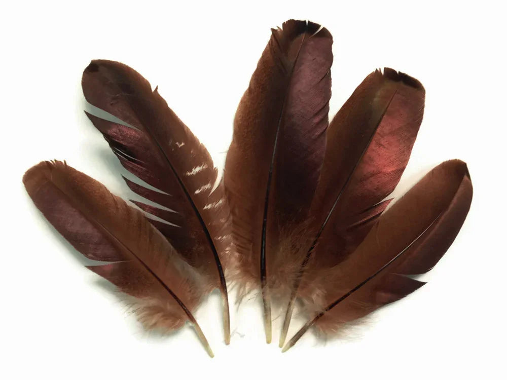 Five iridescent dark brown feathers arranged in a fan shape on a white background.