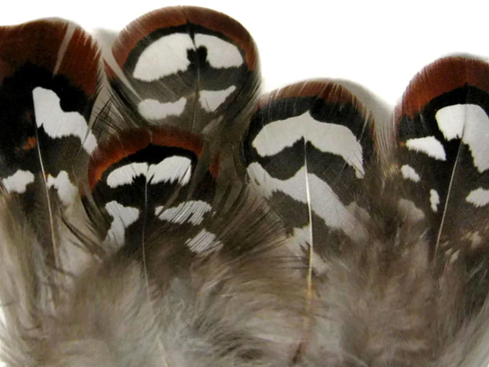 10 Pieces - Brown Reeves Venery Pheasant Plumage Loose Feathers