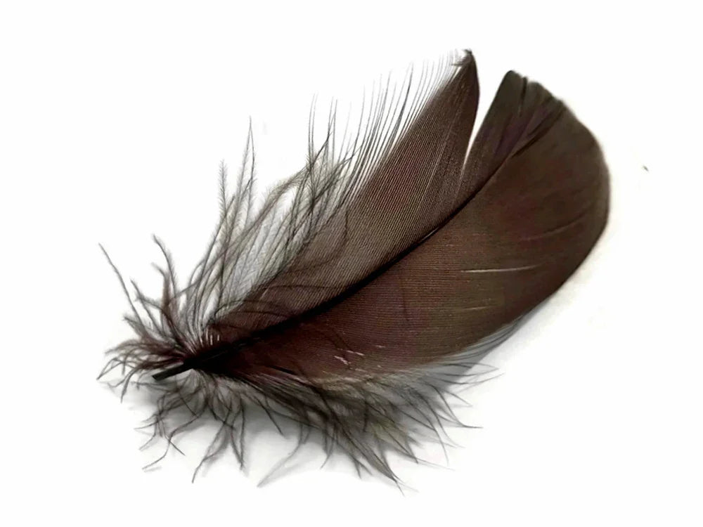 Single dark brown natural feather for DIY crafts and fashion decor on a white background.