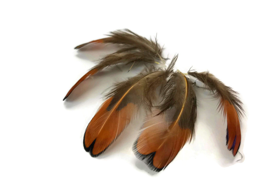 1/4 Lbs - Laced Heart Ringneck Pheasant Plumage Wholesale Feathers (Bulk)