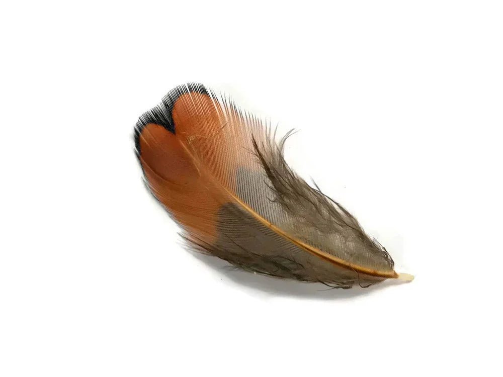 Natural brown and orange craft feather for DIY fashion and decor projects