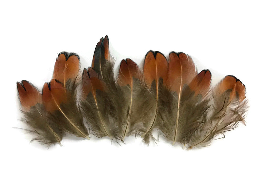 1/4 Lbs - Laced Heart Ringneck Pheasant Plumage Wholesale Feathers (Bulk)