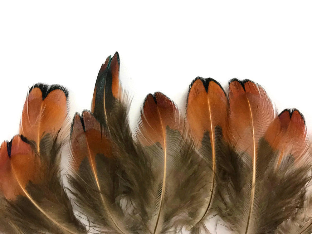 1/4 Lbs - Laced Heart Ringneck Pheasant Plumage Wholesale Feathers (Bulk)
