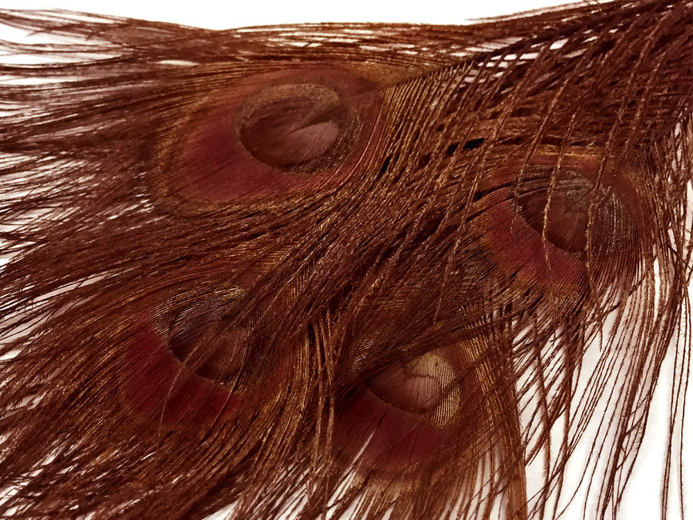 100 Pieces – Chocolate Brown Bleached & Dyed Peacock Tail Eye Wholesale Feathers (Bulk) 10-12” Long