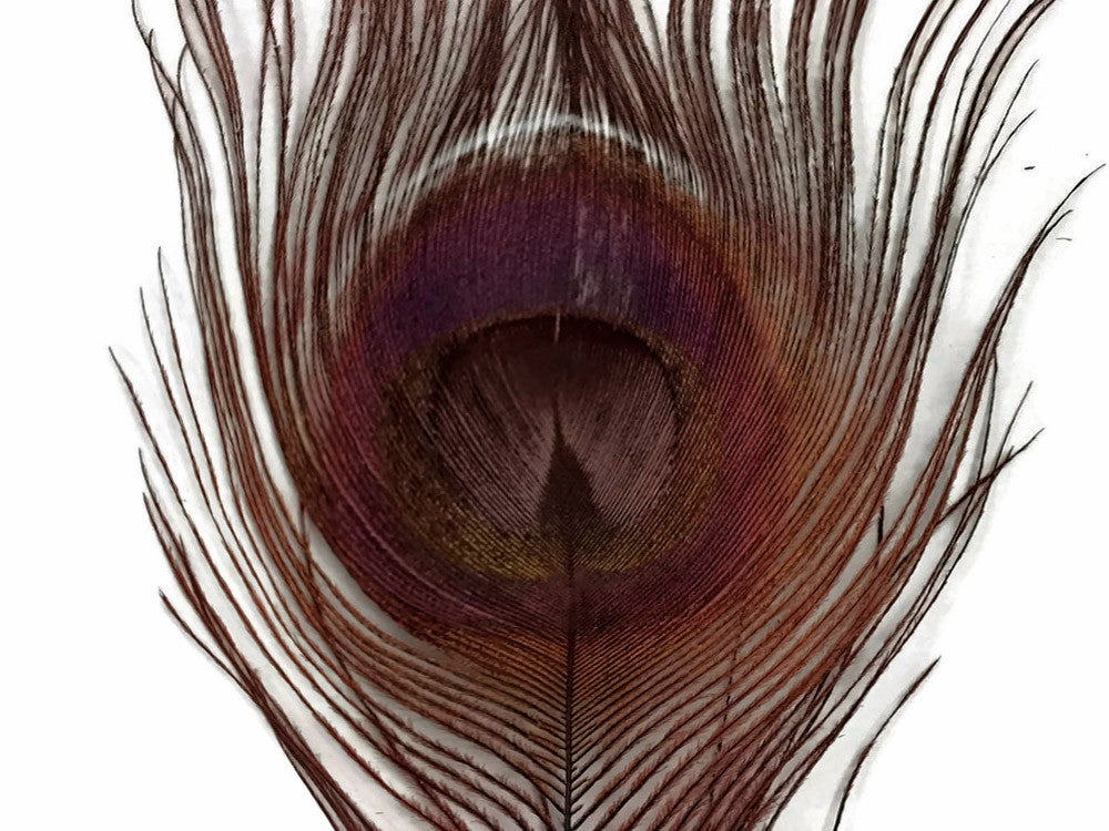 100 Pieces – Chocolate Brown Bleached & Dyed Peacock Tail Eye Wholesale Feathers (Bulk) 10-12” Long