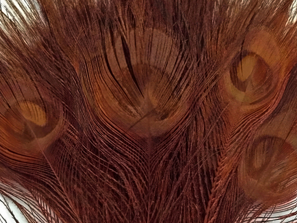 5 Pieces – Chocolate Brown Bleached & Dyed Peacock Tail Eye Feathers 10-12” Long
