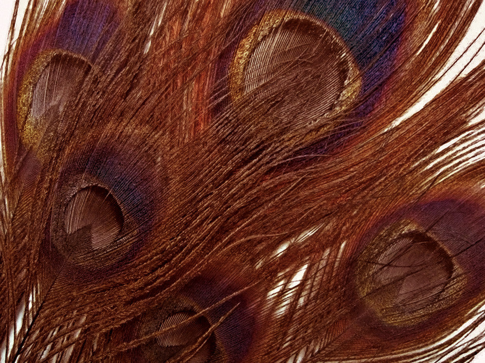 100 Pieces – Chocolate Brown Bleached & Dyed Peacock Tail Eye Wholesale Feathers (Bulk) 10-12” Long