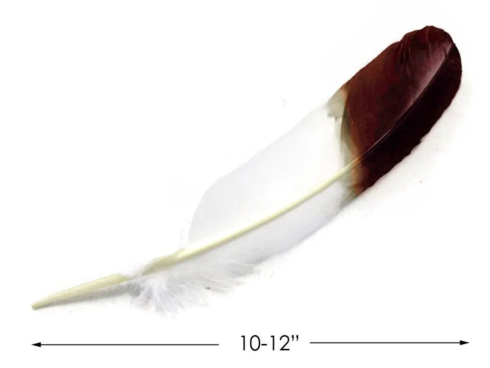 Single 10-12 inch maroon and white craft feather for DIY fashion and decor.