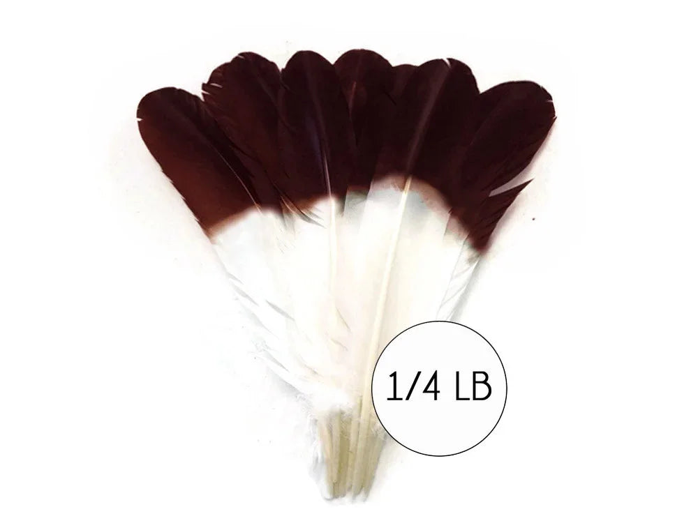 A fan of maroon and white dyed feathers for crafts and DIY decor, 1/4 lb pack.