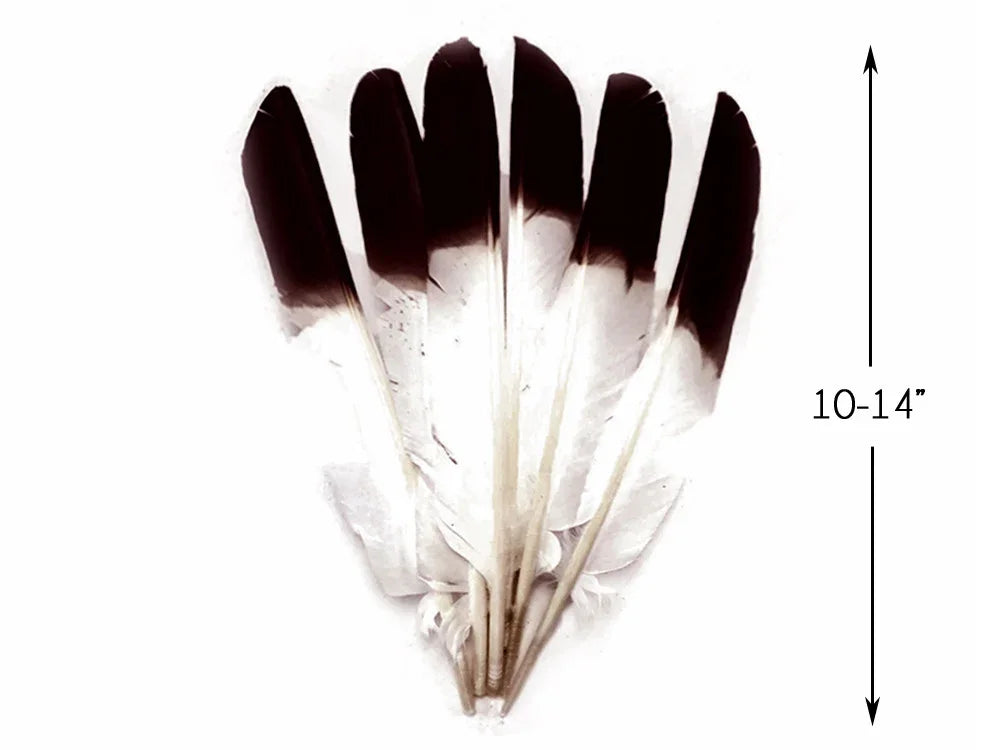 Black and white natural feathers for crafts and fashion, 10-14 inches long.
