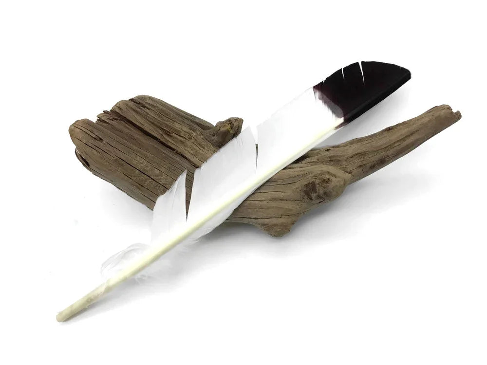White and black dyed craft feather resting on a piece of natural driftwood.