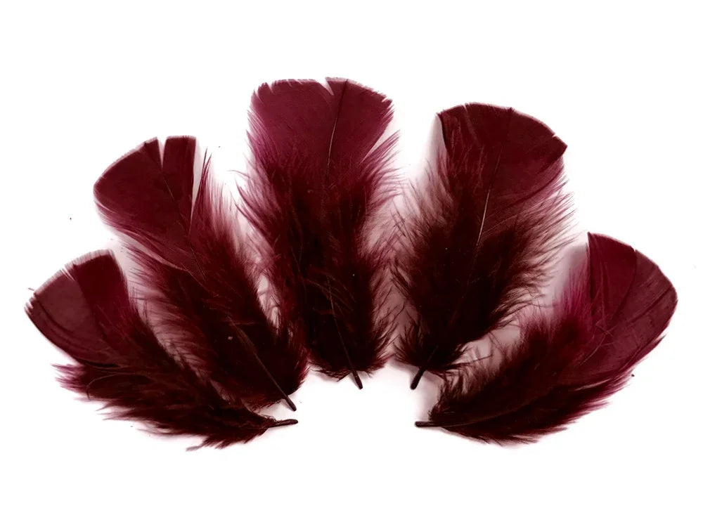 Five deep burgundy maroon feathers arranged in a fan shape on a white background.