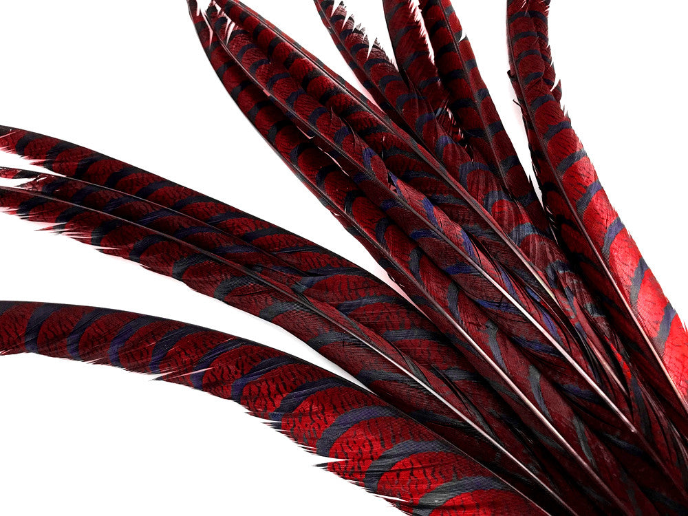 5 Pieces - 30-35" Burgundy Zebra Lady Amherst Pheasant Tail Super Long Feathers