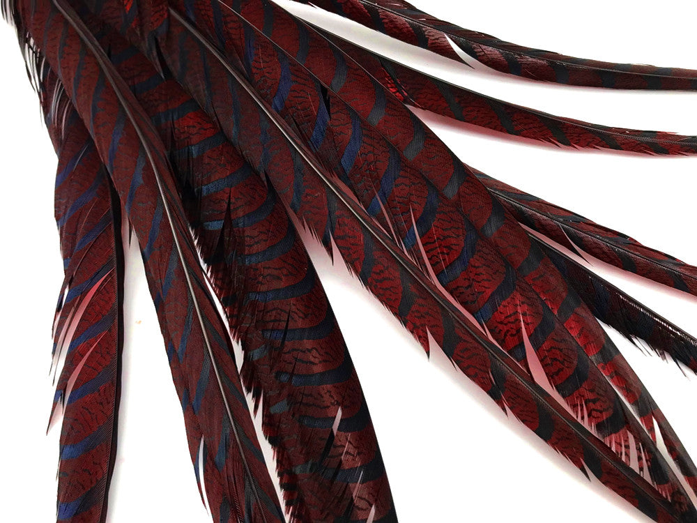5 Pieces - 30-35" Burgundy Zebra Lady Amherst Pheasant Tail Super Long Feathers