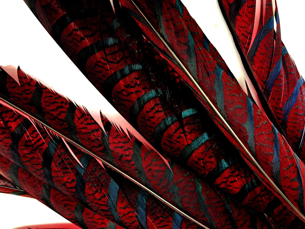 5 Pieces - 30-35" Burgundy Zebra Lady Amherst Pheasant Tail Super Long Feathers
