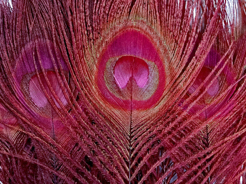 5 Pieces – Burgundy Bleached & Dyed Peacock Tail Eye Feathers 10-12” Long