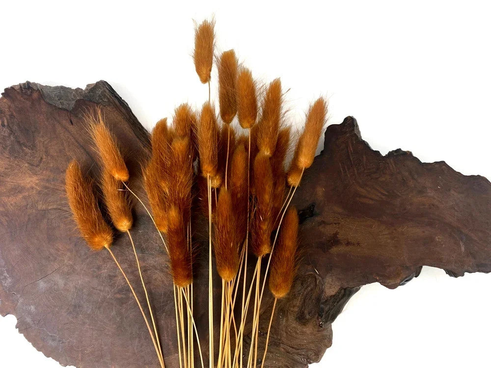 Dried brown bunny tail grass stems arranged on a rustic dark wood background.