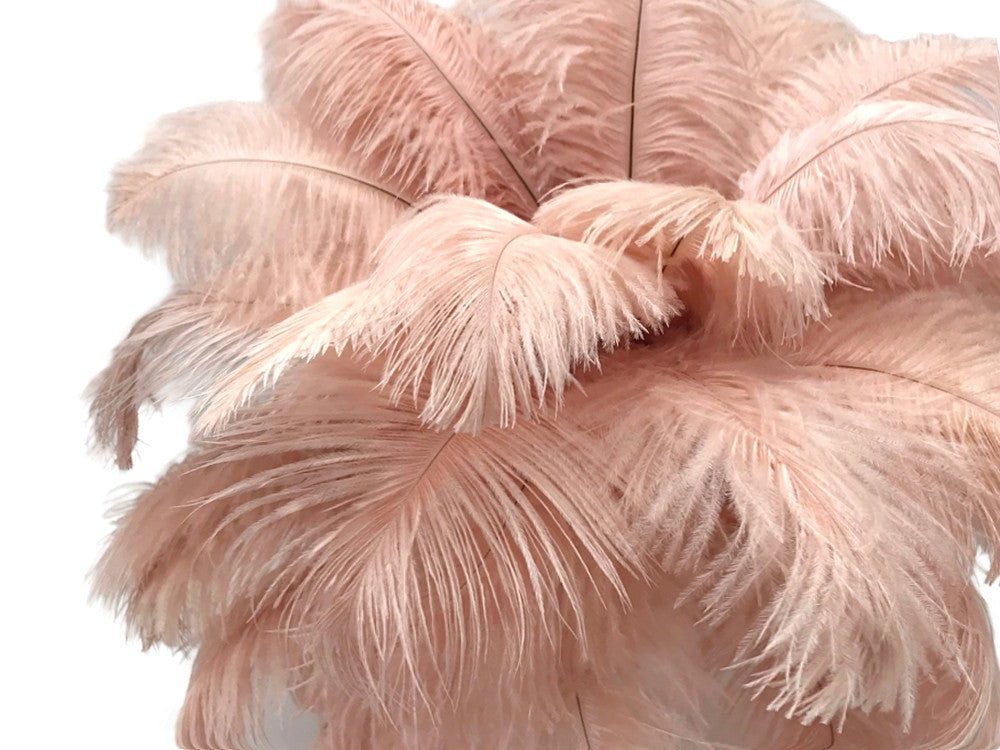 10 Pieces - 14-17" Champagne Ostrich Dyed Drab Large Body Feathers
