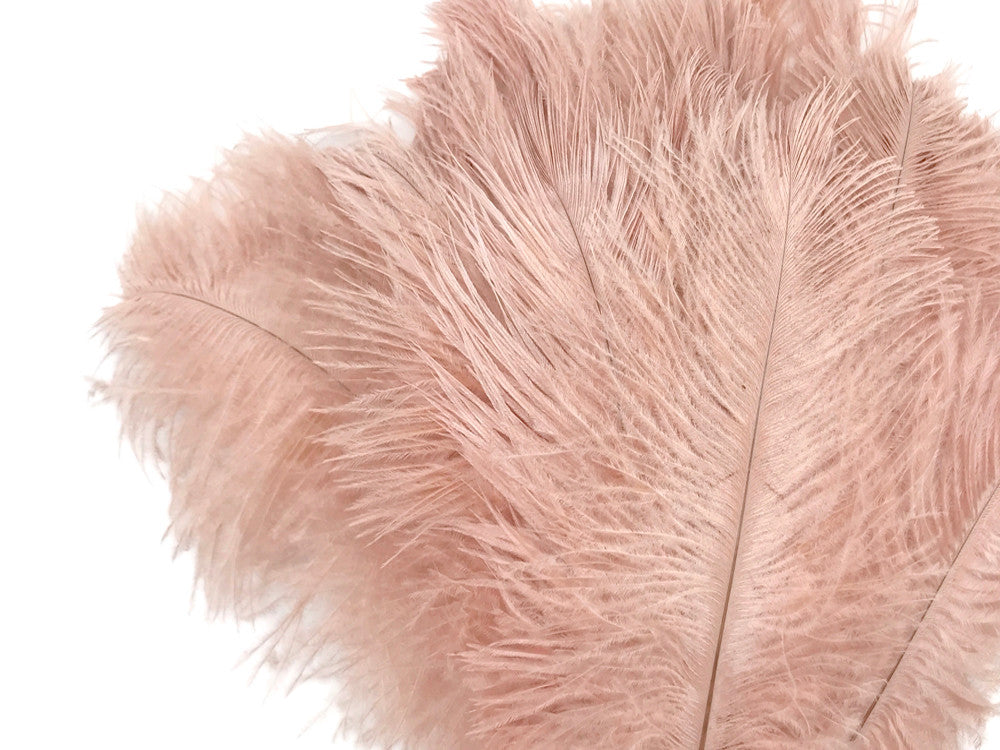 10 Pieces - 14-17" Champagne Ostrich Dyed Drab Large Body Feathers