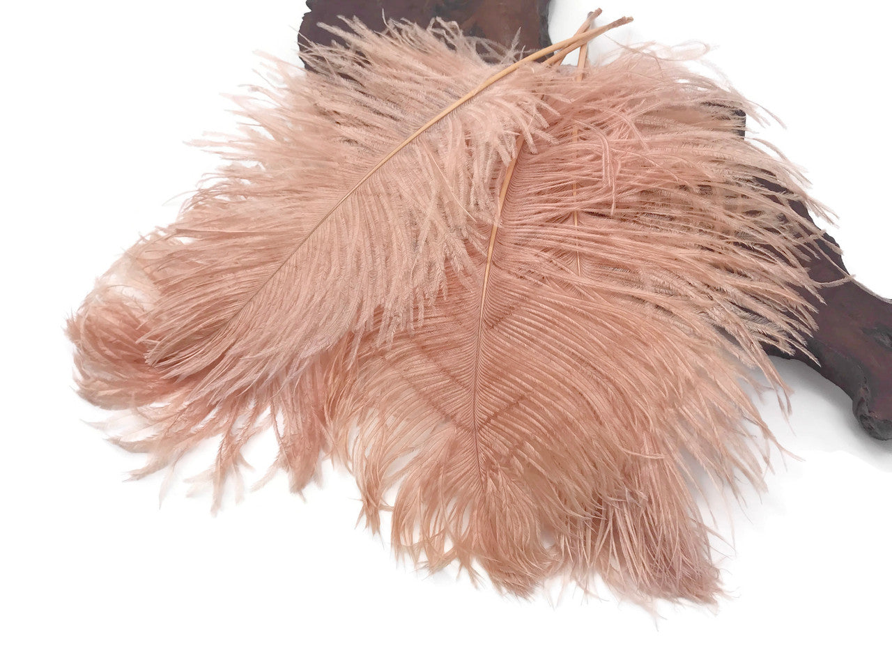 10 Pieces - 12-16" Champagne Dyed Ostrich Tail Fancy Feathers