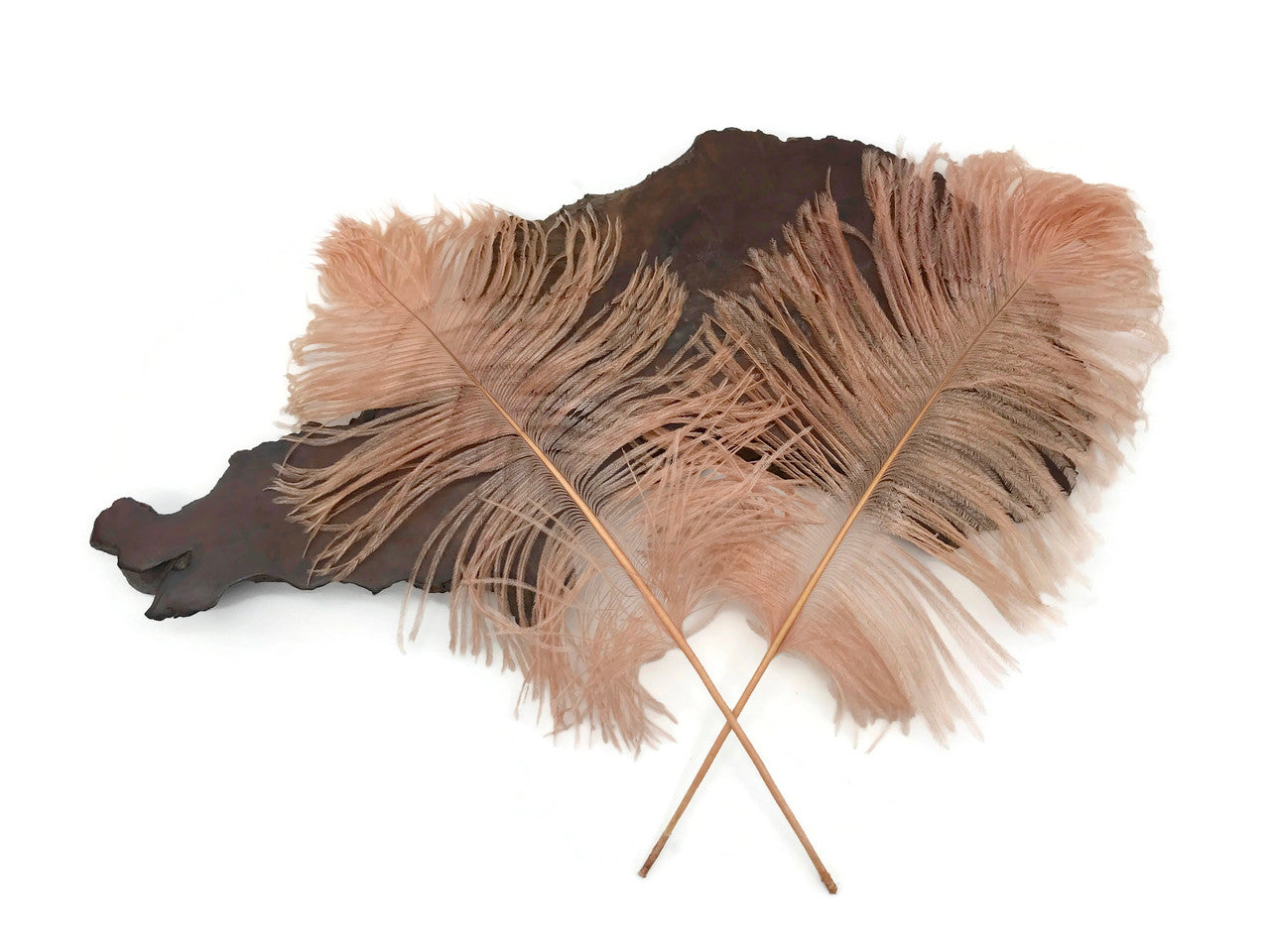 10 Pieces - 12-16" Champagne Dyed Ostrich Tail Fancy Feathers