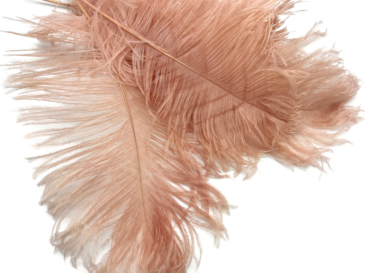 10 Pieces - 12-16" Champagne Dyed Ostrich Tail Fancy Feathers