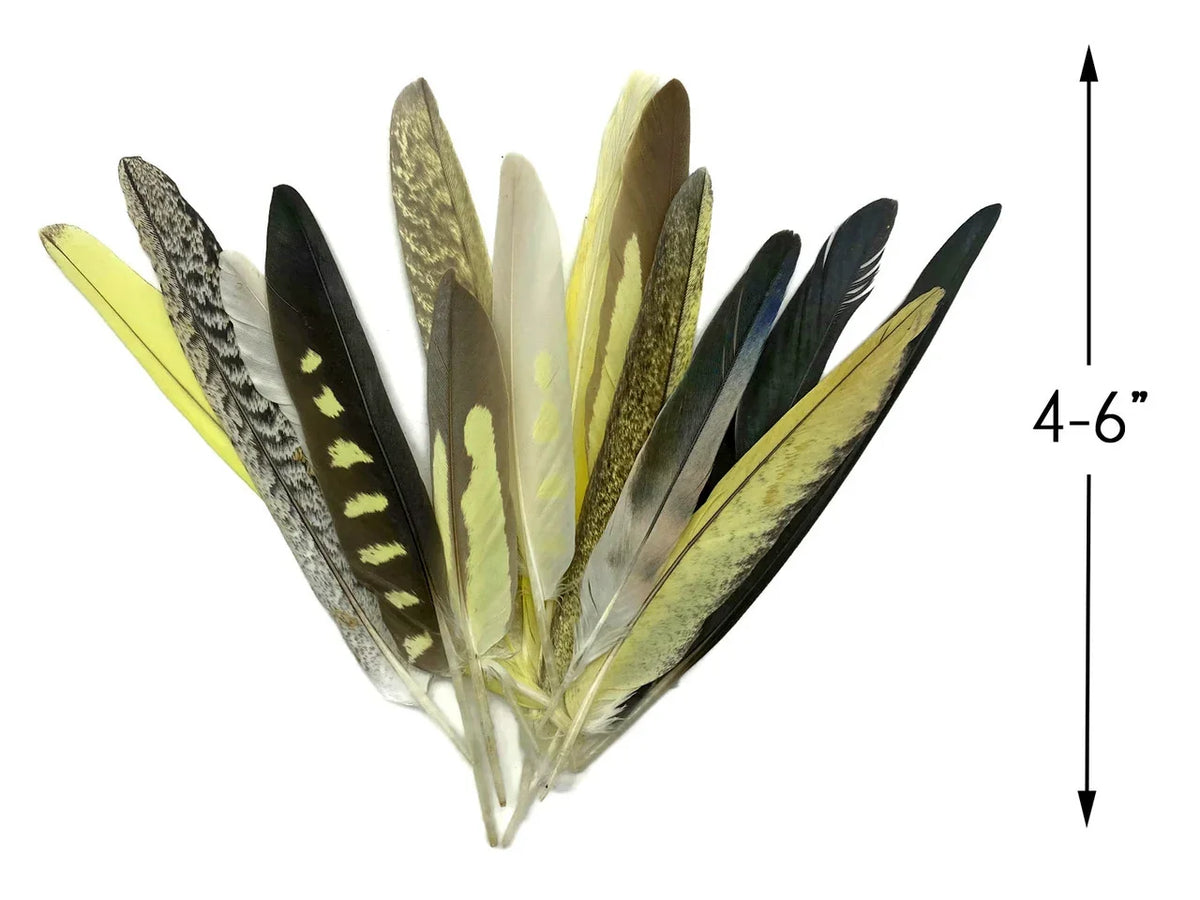 Assorted natural craft feathers in various colors and patterns, 4-6 inches long.