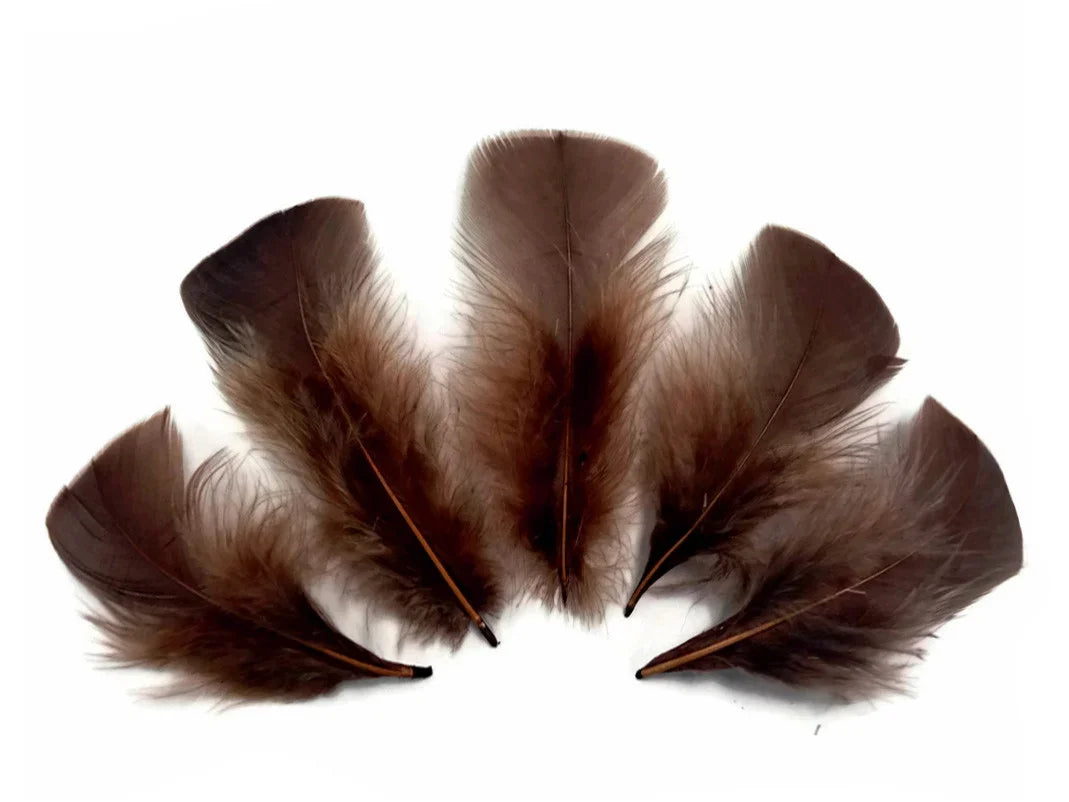 Five natural brown feathers arranged in a fan shape on a white background.