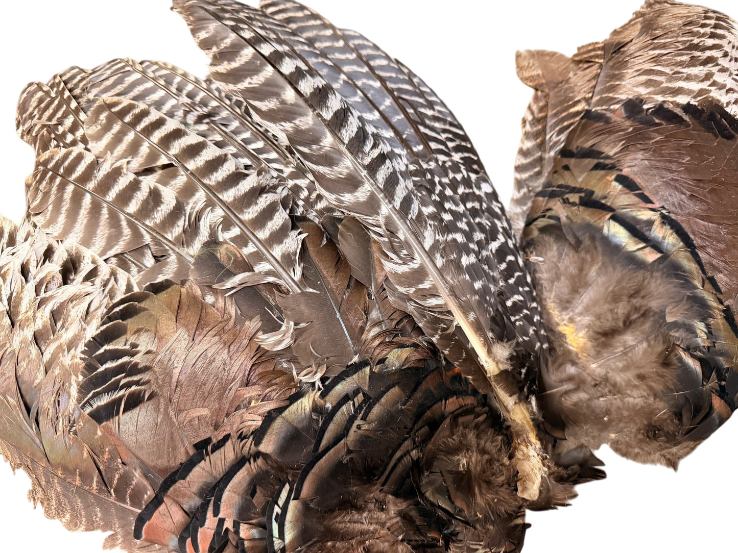 Collection 107 - Mix Random Feather Sample Pack (Bulk)