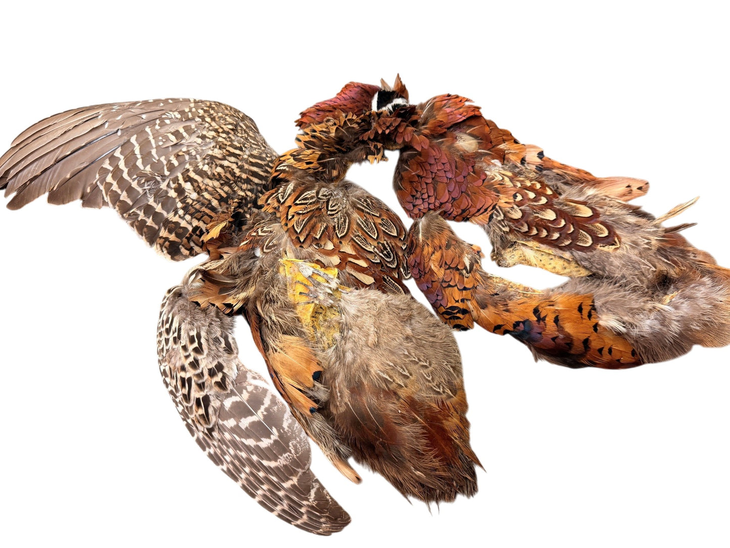 Collection 108 - Mix Random Feather Sample Pack (Bulk)