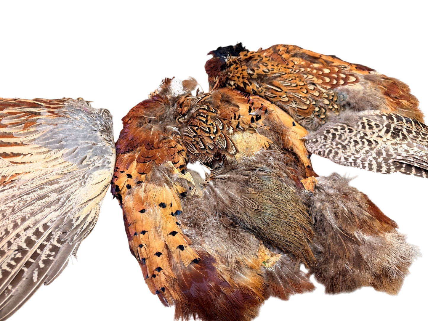 Collection 78 - Mix Random Feather Sample Pack (Bulk)