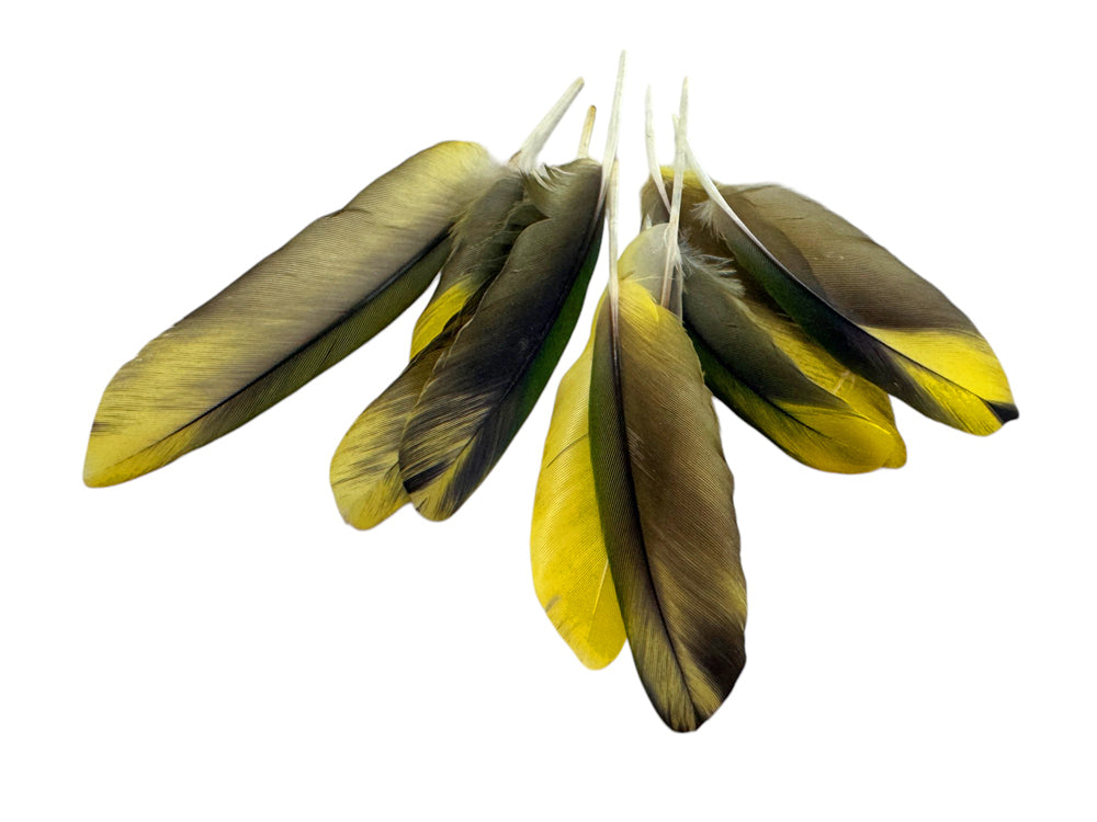 4 Pieces - Green & Yellow Conure Parrot Wing Feathers