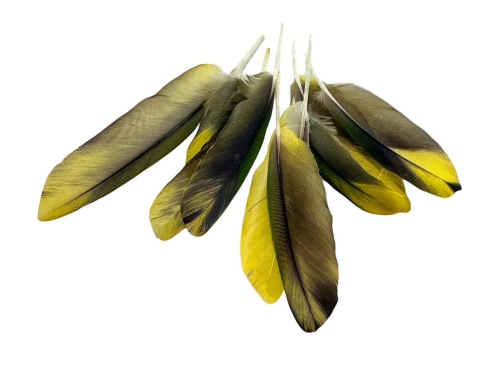 Natural yellow and dark brown gradient feathers for craft and fashion DIY supplies.