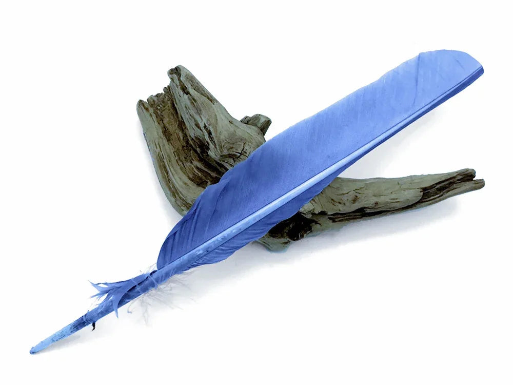 Single vibrant blue feather resting on a piece of natural driftwood on a white background.