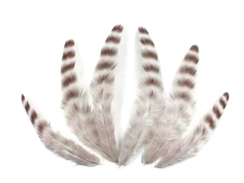 Six white feathers with brown striped patterns arranged in a fan shape on a white background.