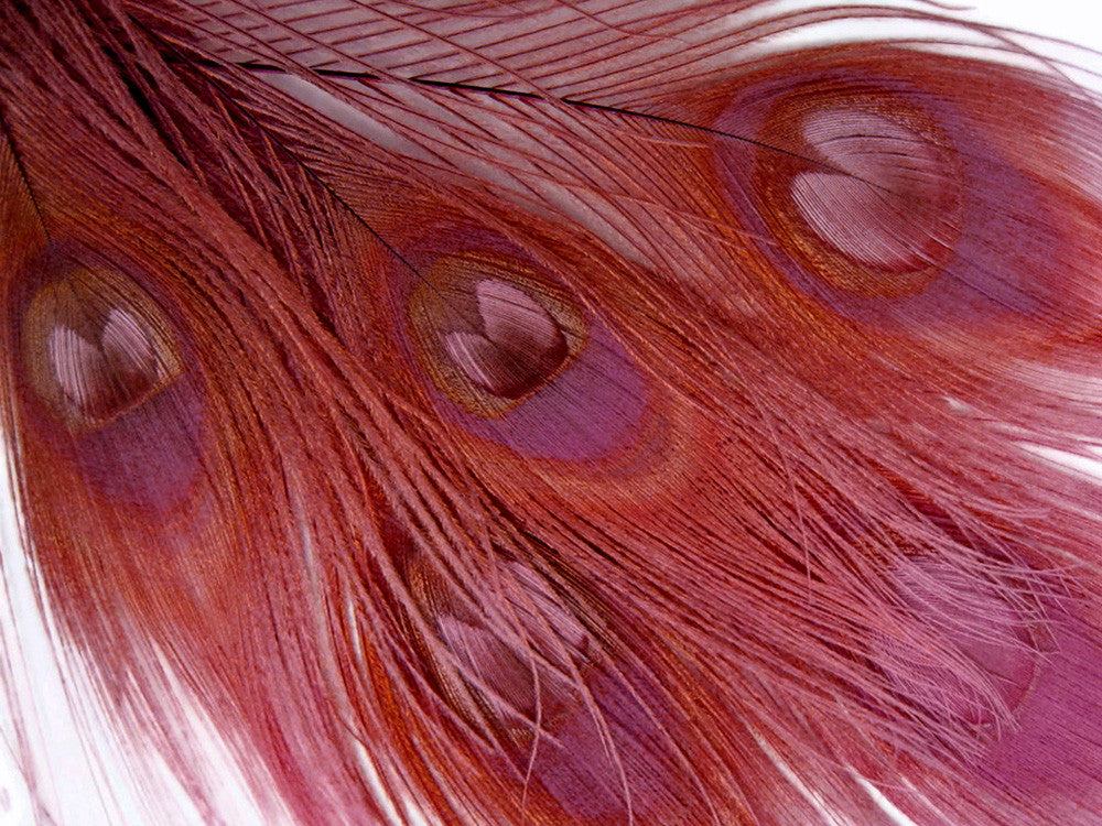 50 Pieces – Taupe Bleached & Dyed Peacock Tail Eye Wholesale Feathers (Bulk) 10-12” Long
