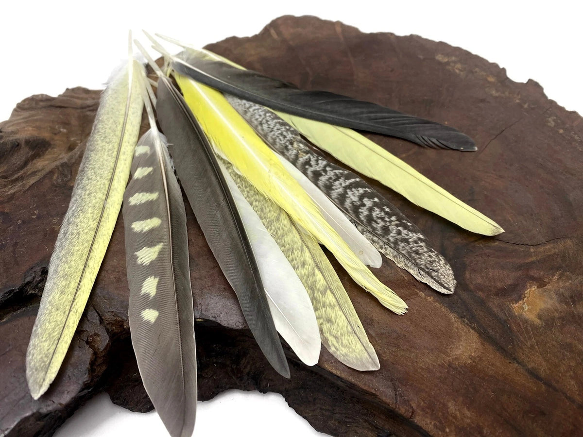 4 Pieces - Multicolor Yellow, Gray, White Cockatiel Wing Ethically Sourced Feathers