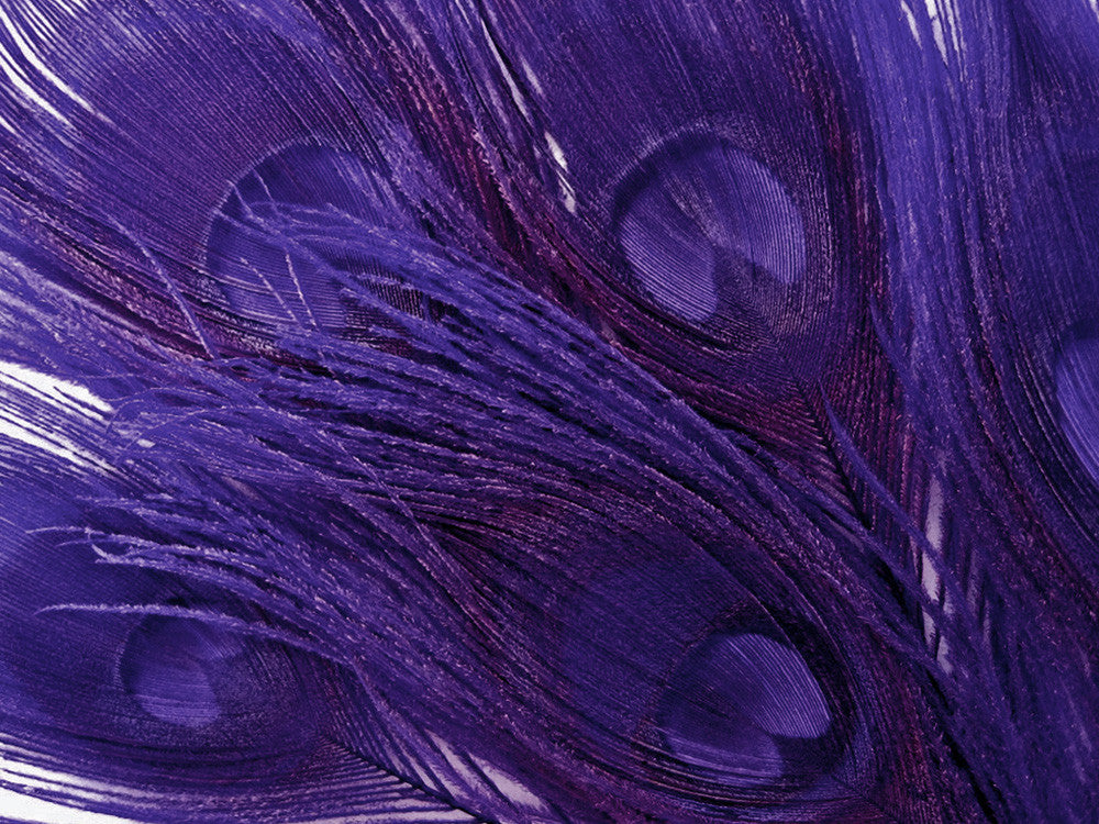 50 Pieces – Eggplant Bleached & Dyed Peacock Tail Eye Wholesale Feathers (Bulk) 10-12” Long