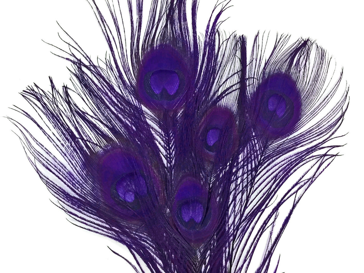 5 Pieces – Eggplant Bleached & Dyed Peacock Tail Eye Feathers 10-12” Long