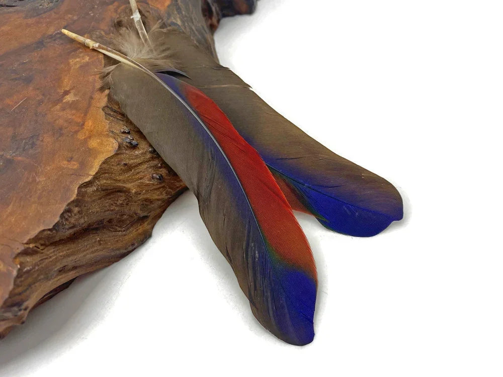 Vibrant red and blue tropical feathers resting on a natural wood piece.