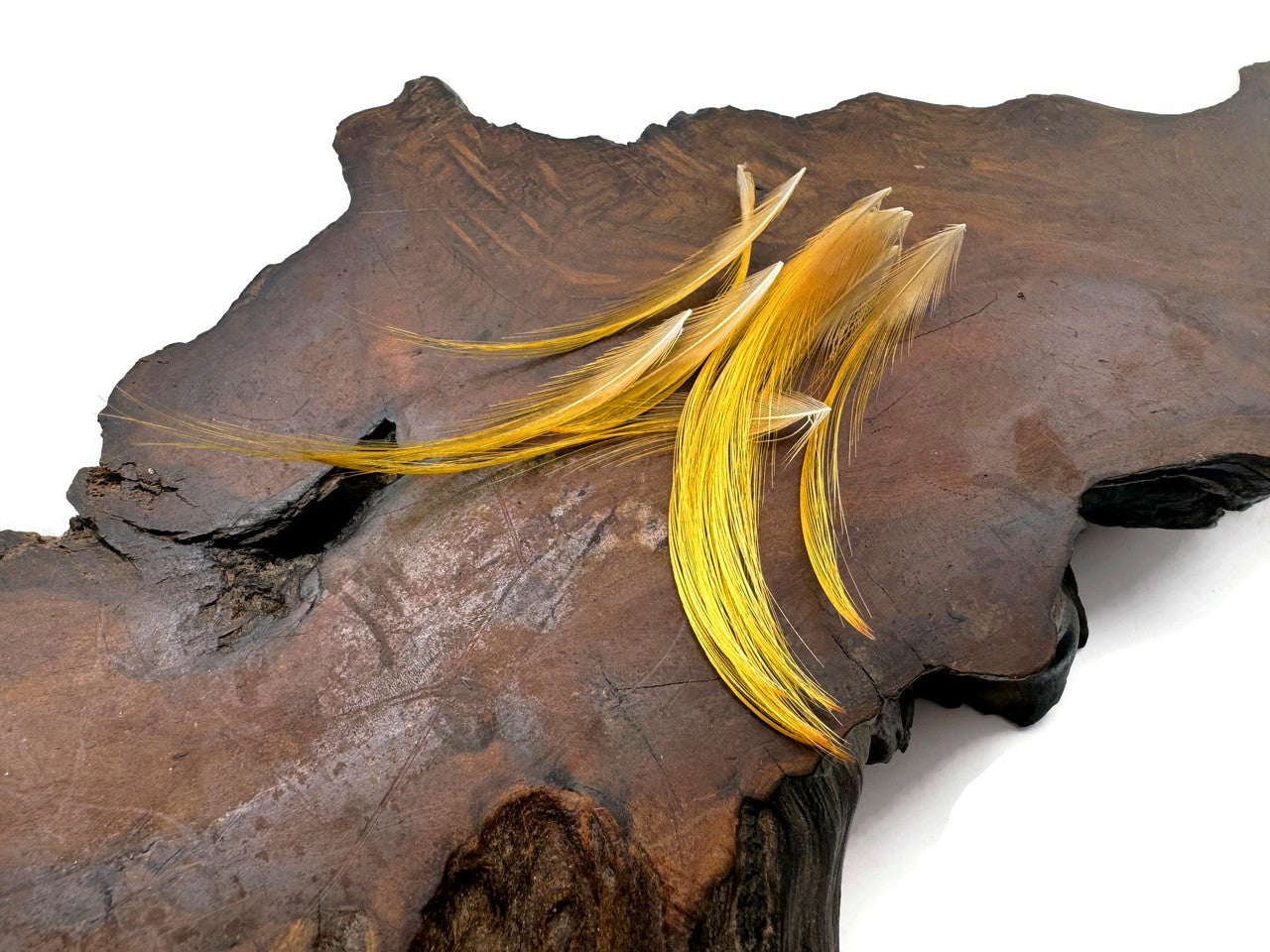 10 Pieces - Mini 1-2" Natural Gold Golden Pheasant Tippet Crest Feather